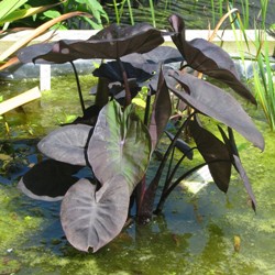 Colocasia Esculenta Dwarf 'Kona Coffee'